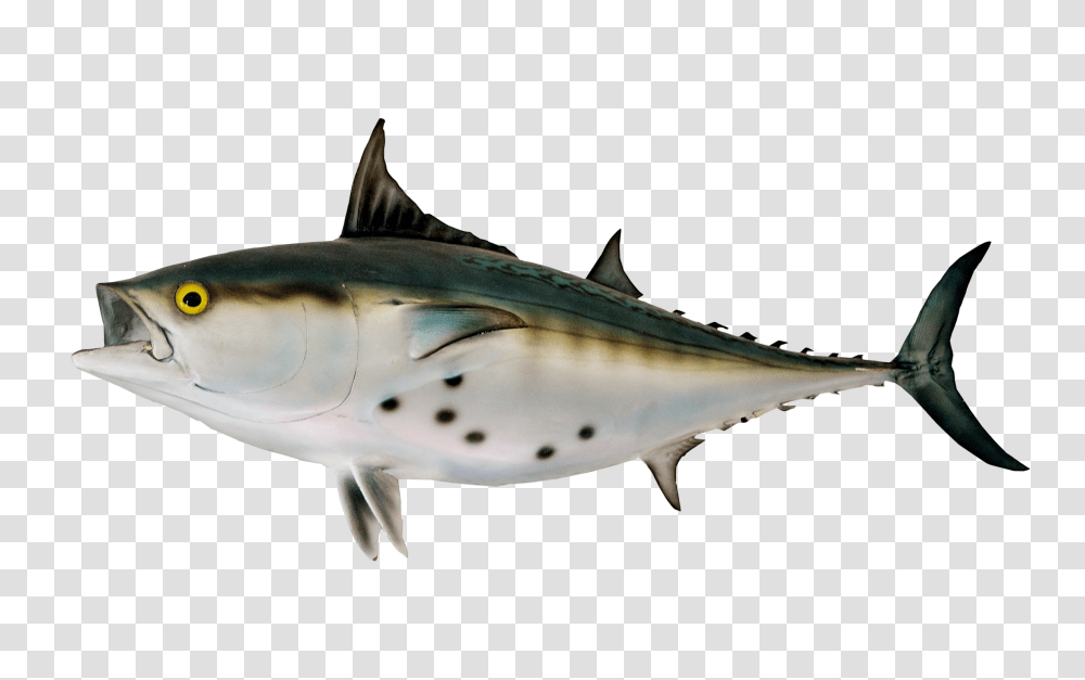 Images, Bonito Fish Image, Animals, Tuna, Sea Life, Shark Transparent Png