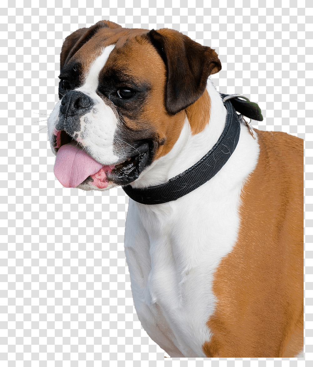 Images, Boxer Dog Image (1), Animals, Pet, Canine, Mammal Transparent Png