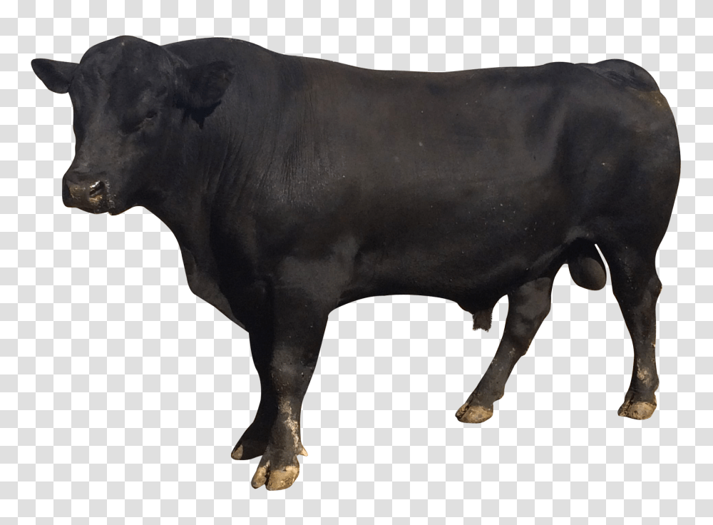 Images, Bull Image, Animals, Mammal, Cow, Cattle Transparent Png