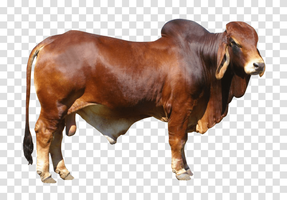 Images, Bull Image, Animals, Mammal, Ox, Cattle Transparent Png