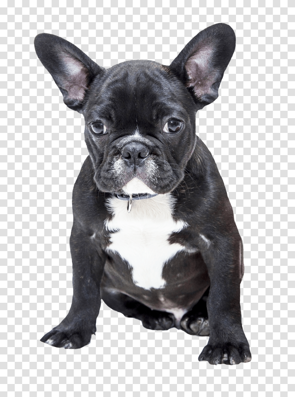 Images, Bulldog Image, Animals, French Bulldog, Pet, Canine Transparent Png