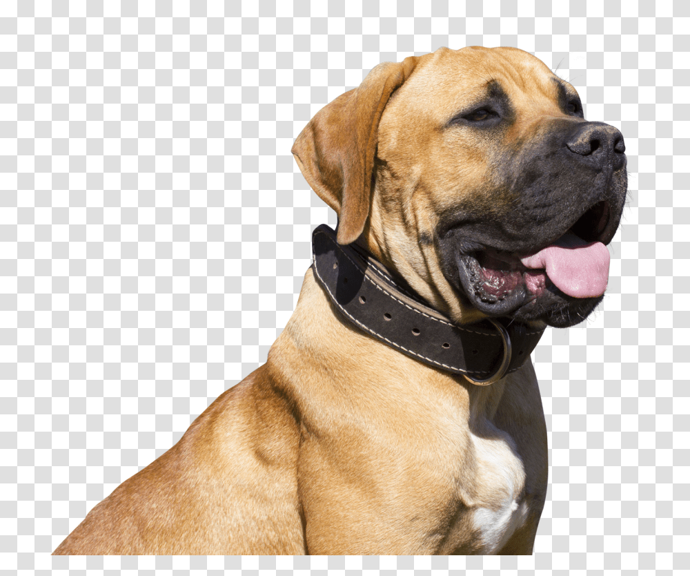 Images, Bulldog Image, Animals, Pet, Canine, Mammal Transparent Png