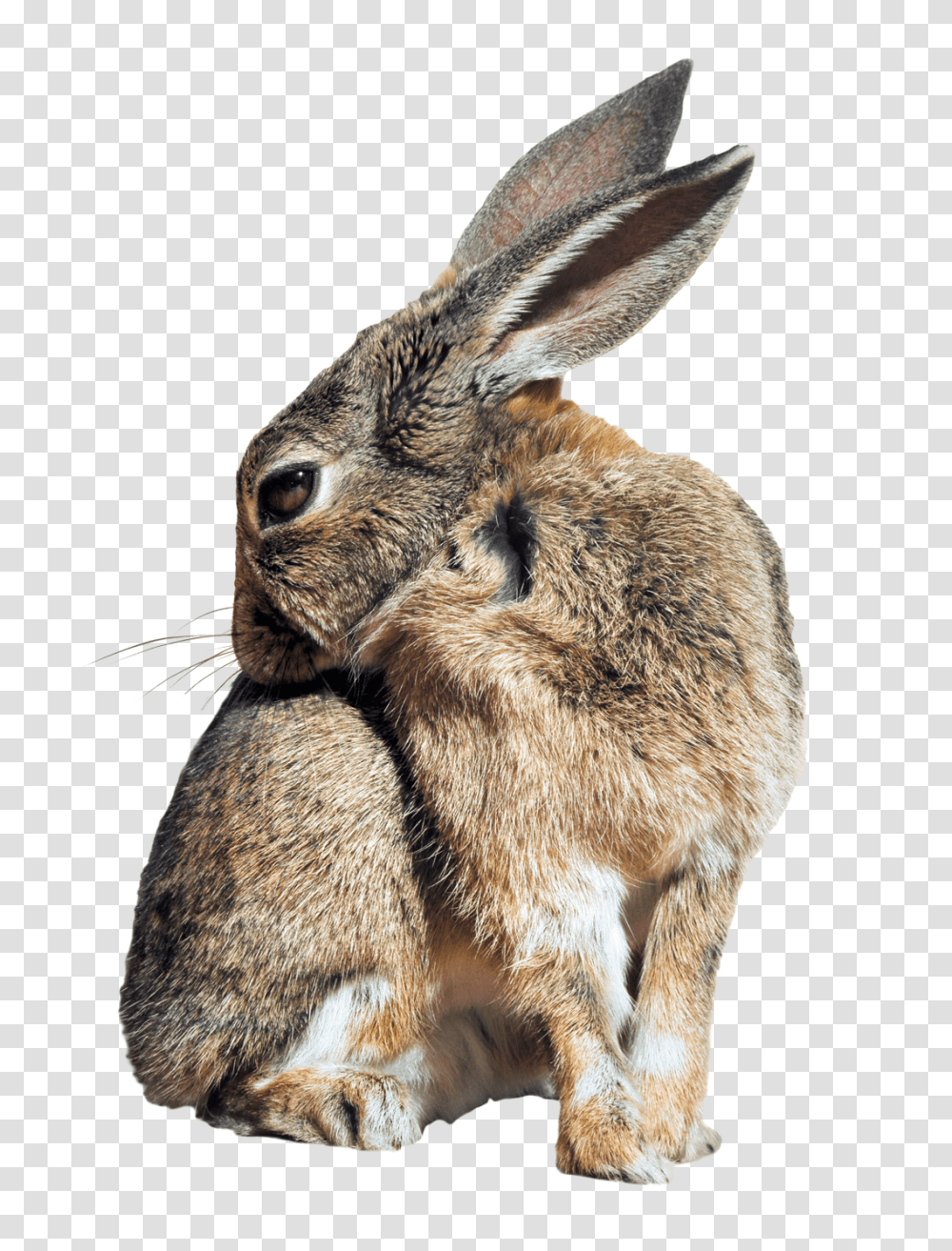 Images, Bunny Rabbit Image, Animals, Hare, Rodent, Mammal Transparent Png
