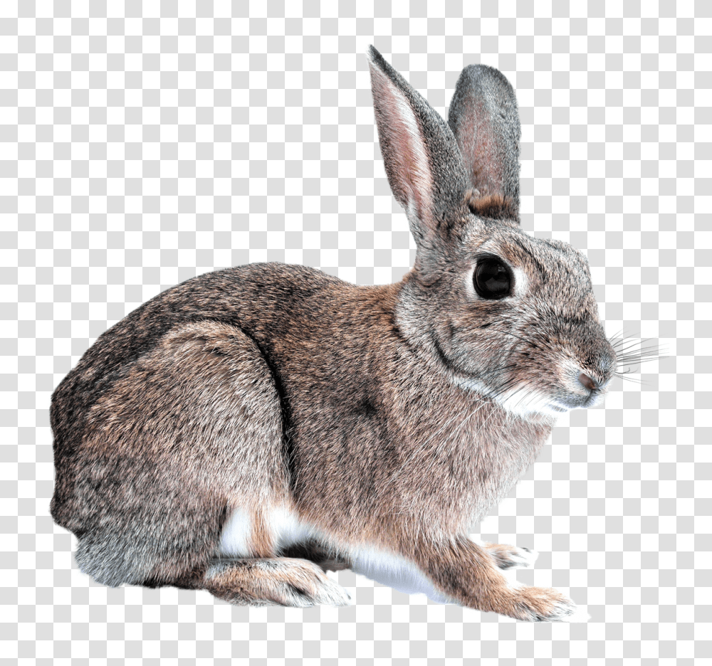 Images, Bunny Rabbit Image, Animals, Rodent, Mammal, Cat Transparent Png