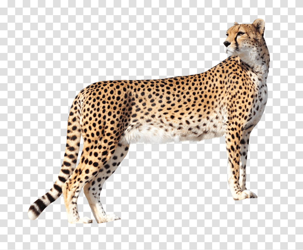 Images, Cheetah Image, Animals, Wildlife, Mammal, Panther Transparent Png