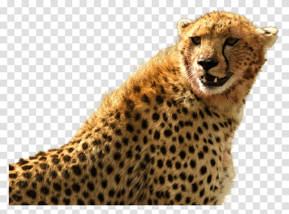 Images Cheetah, Wildlife, Mammal, Animal, Panther Transparent Png