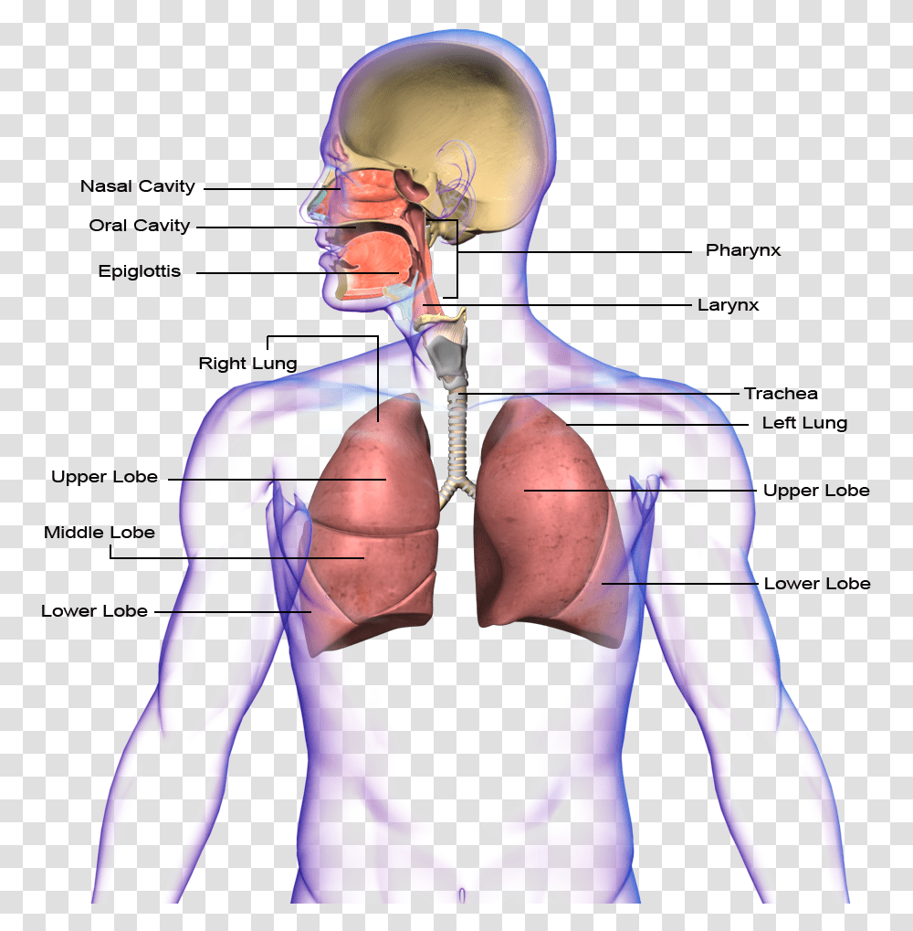 Images Circulatory System And Respiratory System, Person, Human, Stomach, Neck Transparent Png