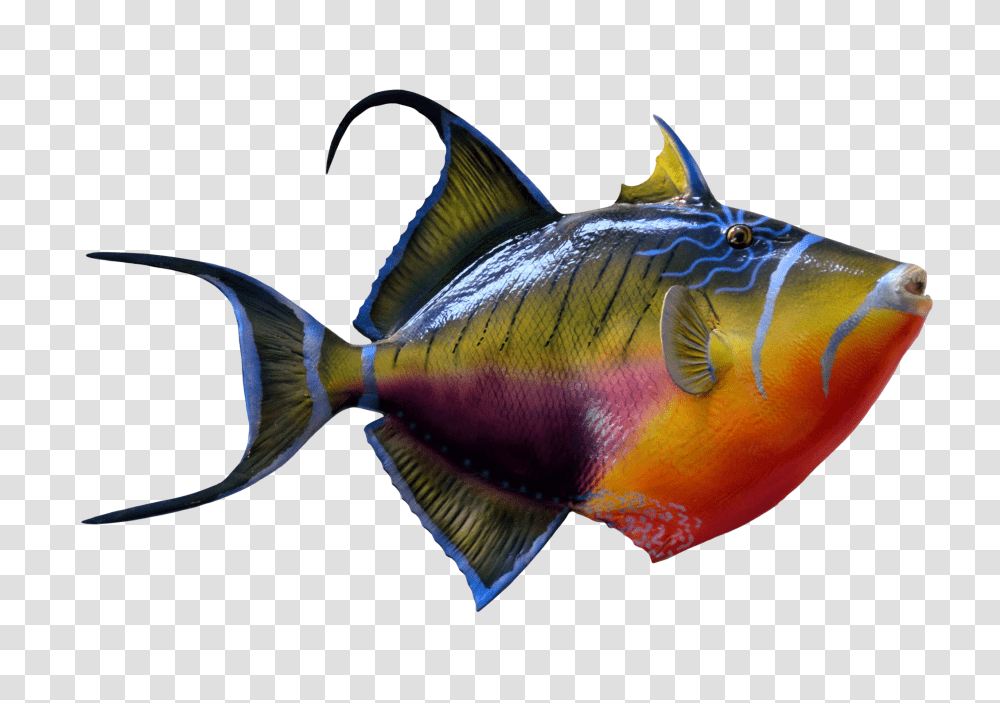 Images, Colorful Fish Image, Animals, Bird, Sea Life, Angelfish Transparent Png