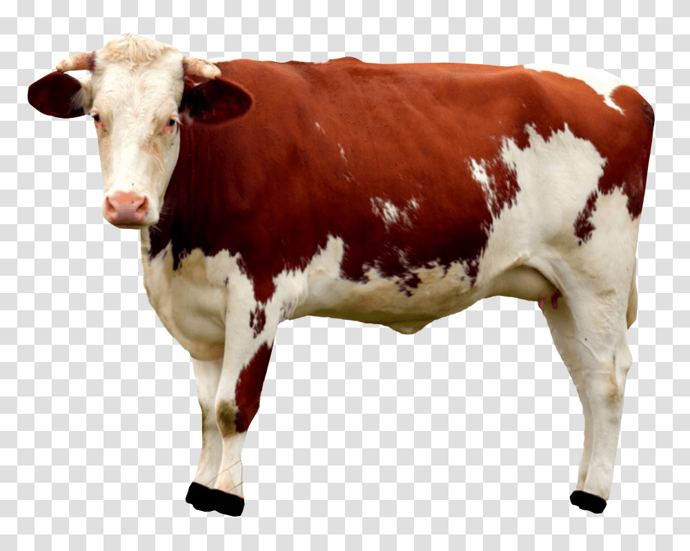Images, Cow Image, Animals, Cattle, Mammal, Dairy Cow Transparent Png