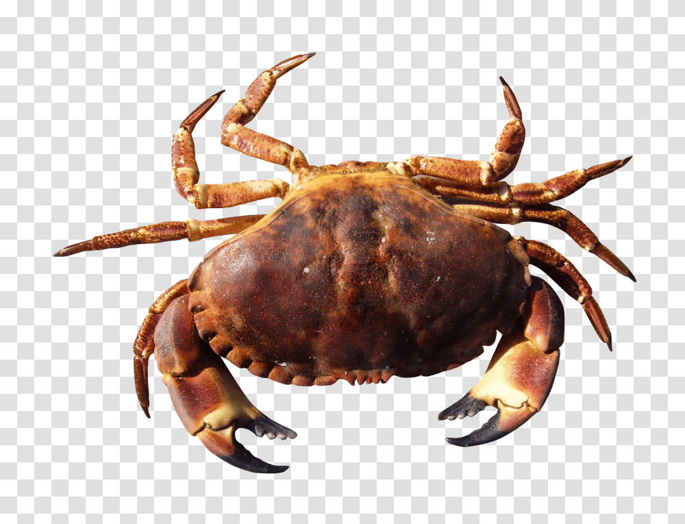 Images, Crab Image, Animals, Lobster, Seafood, Sea Life Transparent Png