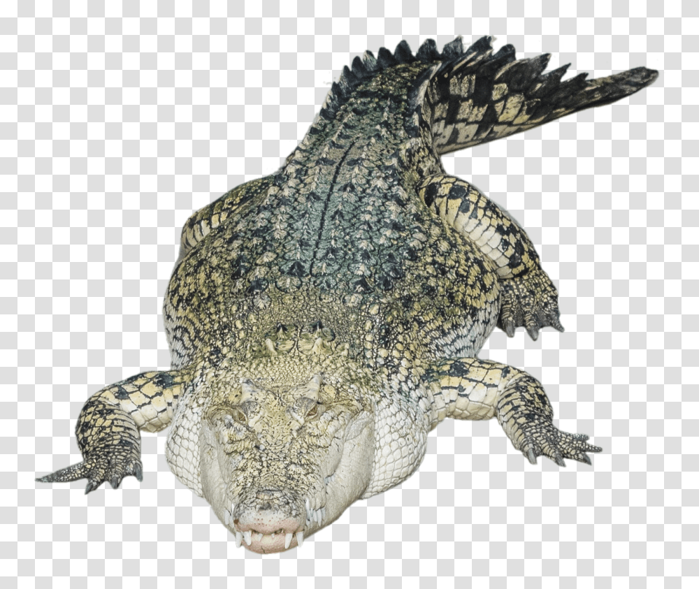 Images, Crocodile Alligator Image, Animals, Reptile, Turtle, Sea Life Transparent Png