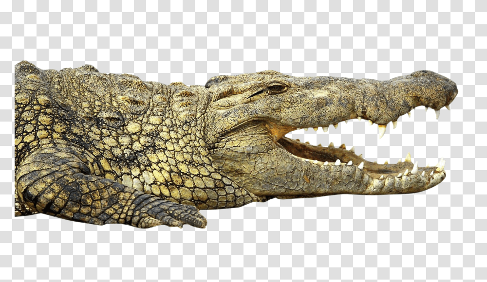 Images, Crocodile Image 1, Animals, Lizard, Reptile, Alligator Transparent Png