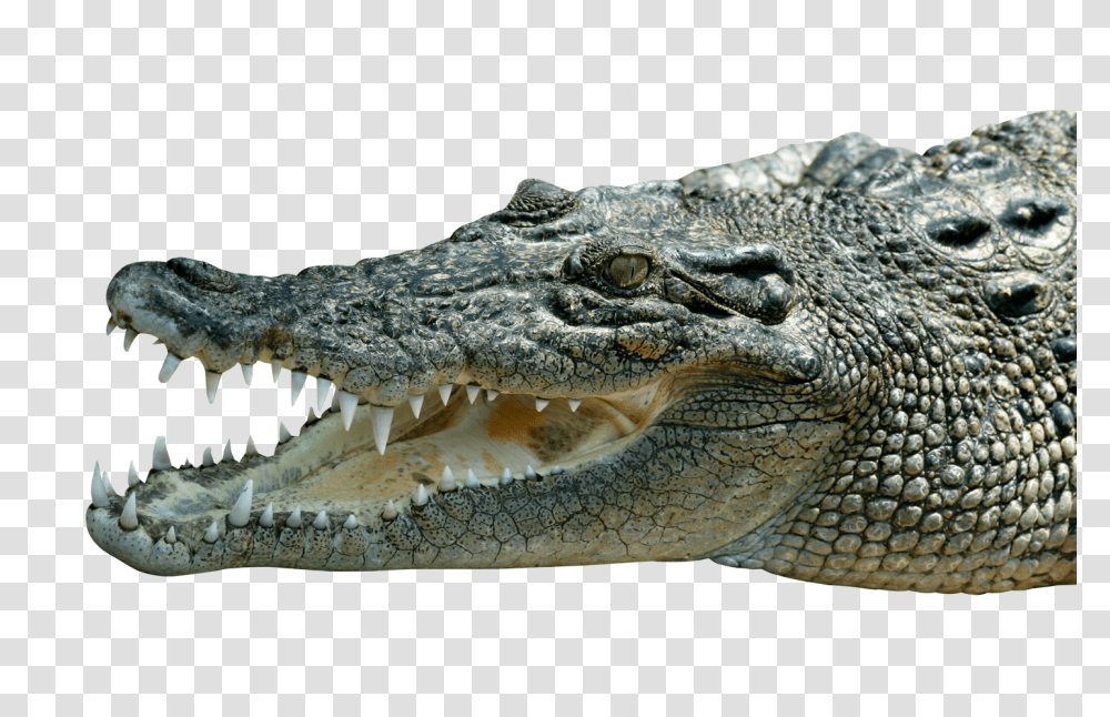 Images, Crocodile Image, Animals, Lizard, Reptile, Alligator Transparent Png