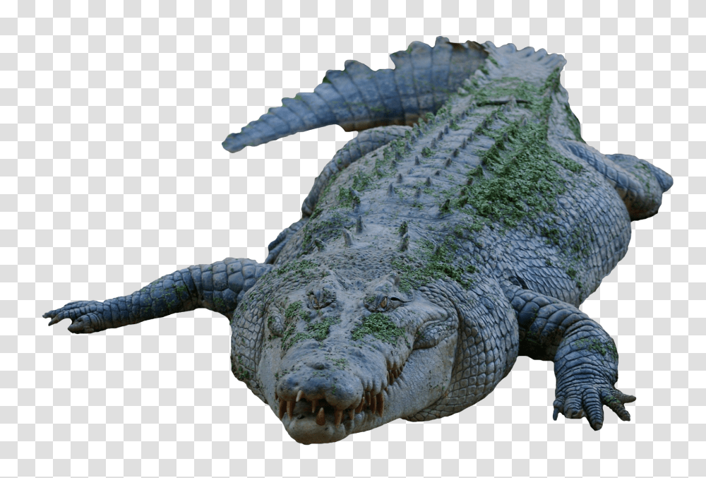 Images, Crocodile Image, Animals, Reptile, Alligator Transparent Png