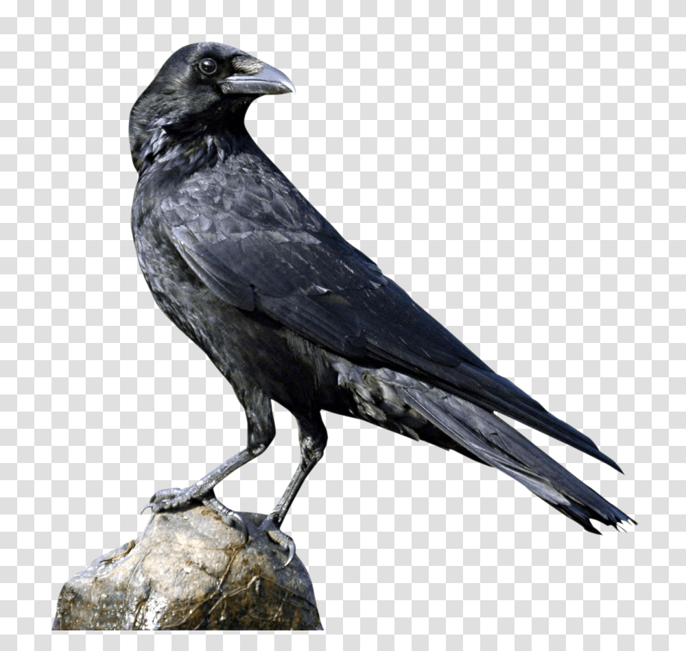 Images, Crow Image 1, Animals, Bird, Blackbird, Agelaius Transparent Png