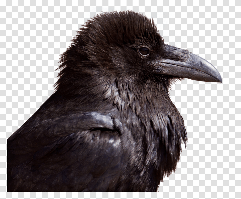 Images, Crow Image, Animals, Bird, Blackbird, Agelaius Transparent Png