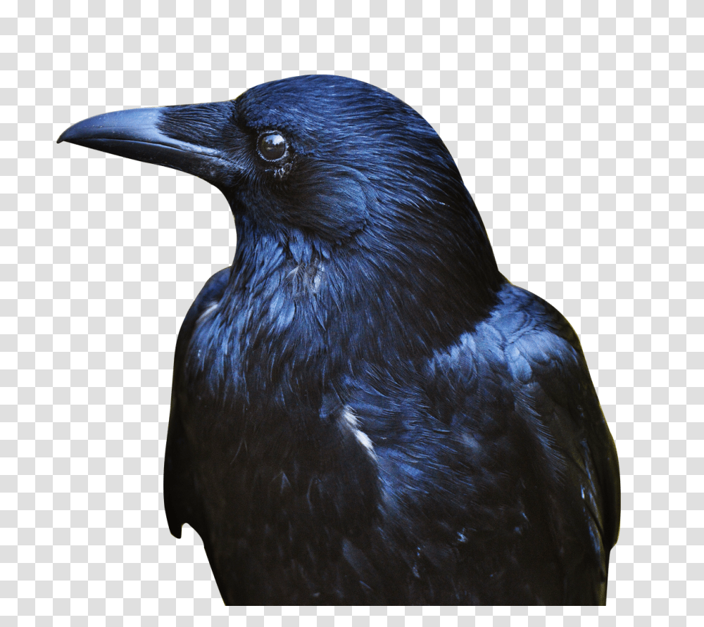 Images, Crow Image, Animals, Bird, Blackbird, Agelaius Transparent Png