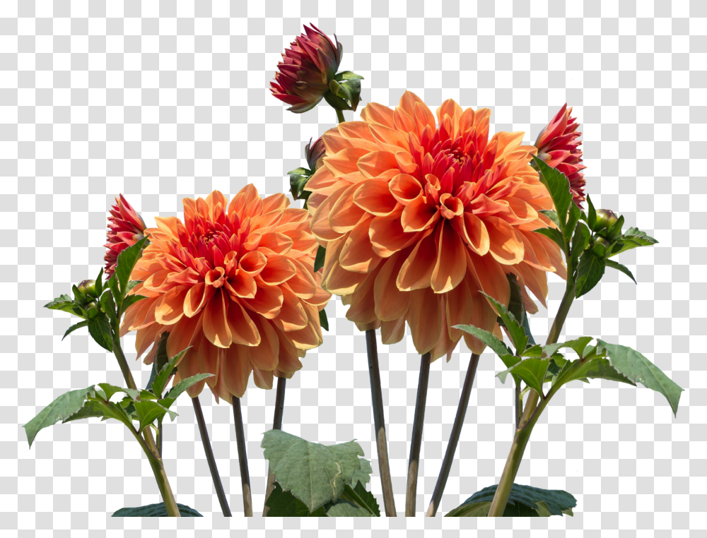 Images Dahlia 25png Snipstock Real Flowers Background Transparent Png