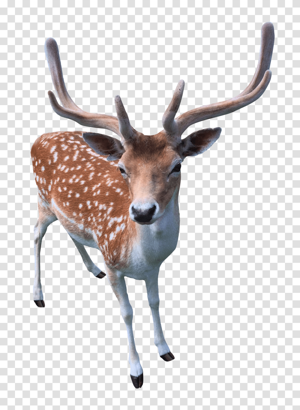 Images, Deer Image, Animals, Antelope, Wildlife, Mammal Transparent Png