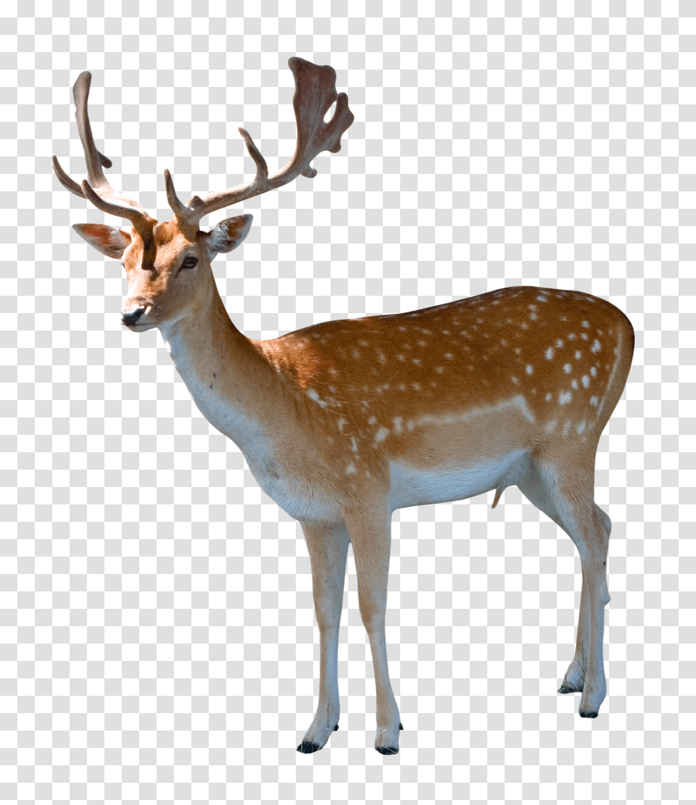 Images, Deer Image, Animals, Antelope, Wildlife, Mammal Transparent Png