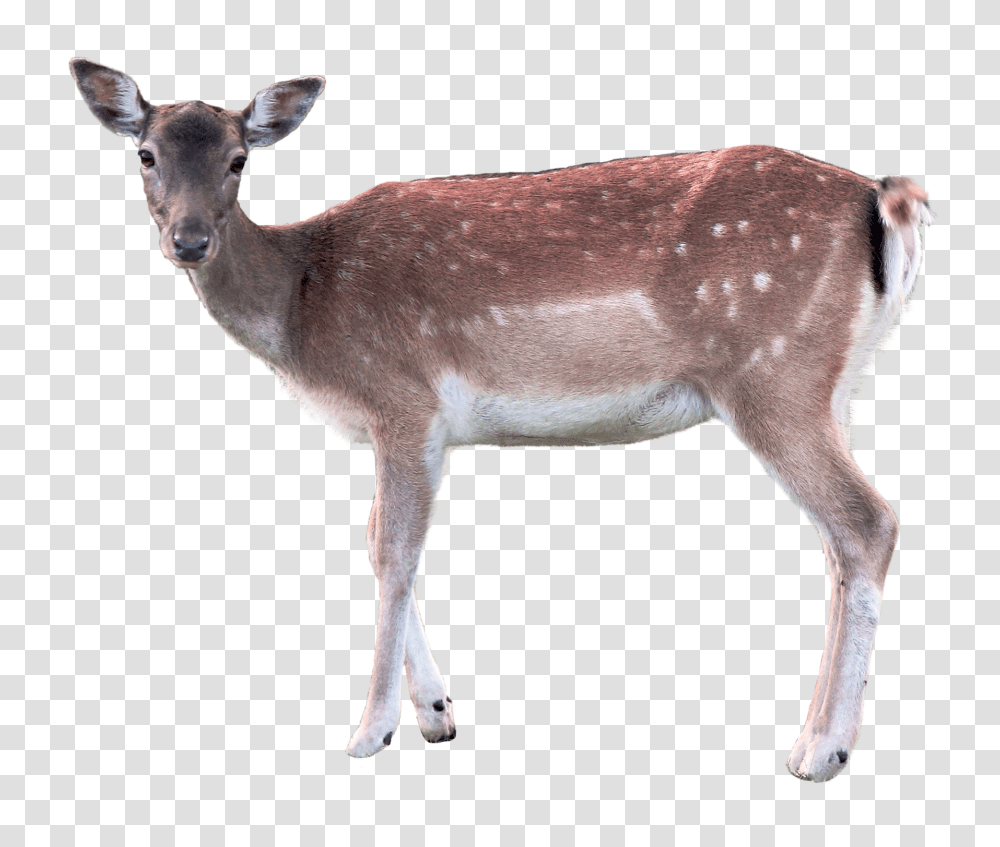 Images, Deer Image, Animals, Wildlife, Mammal, Antelope Transparent Png