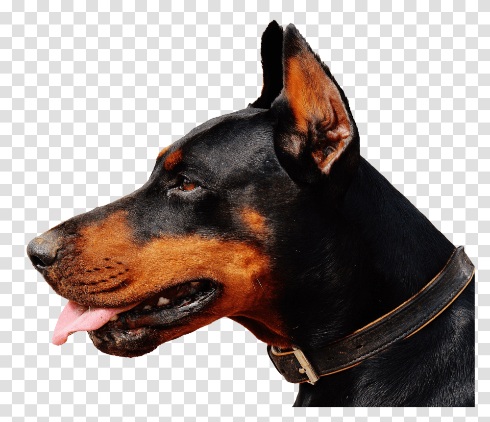 Images, Doberman Dog Image, Animals, Pet, Canine, Mammal Transparent Png