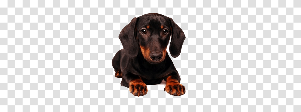 Images Dogs, Hound, Pet, Canine, Animal Transparent Png