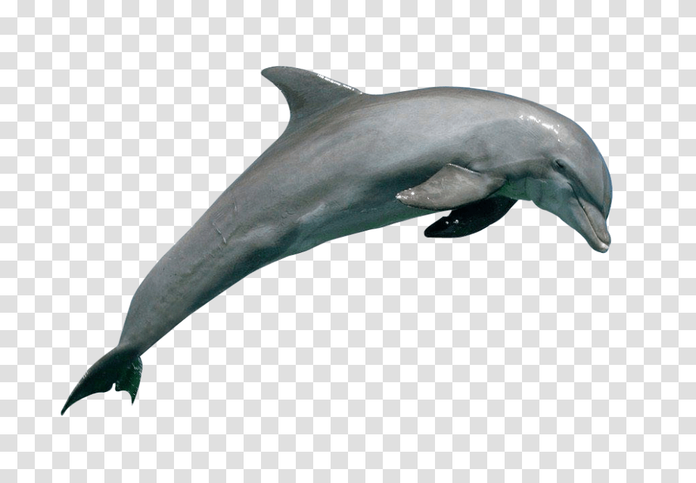 Images, Dolphin, Animals, Shark, Sea Life, Fish Transparent Png