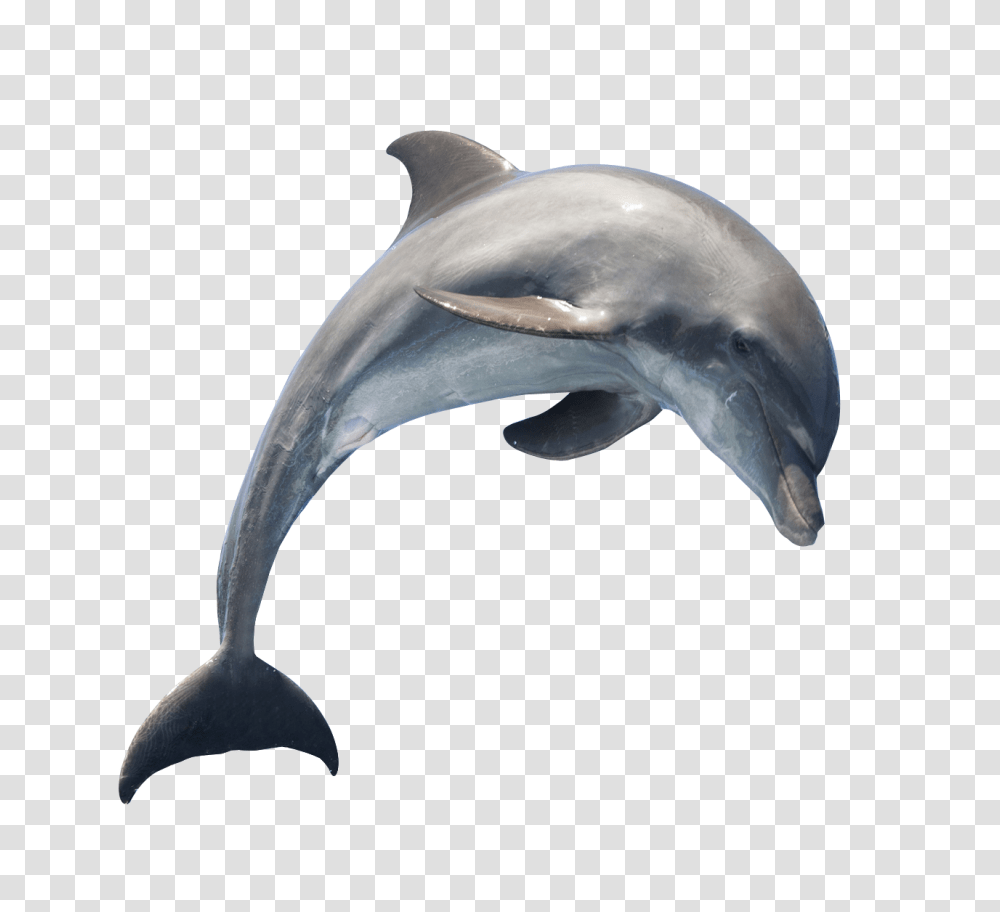 Images, Dolphin Image, Animals, Mammal, Sea Life, Axe Transparent Png