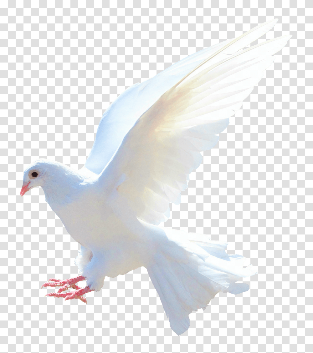 Images, Dove Image, Animals, Bird, Pigeon Transparent Png