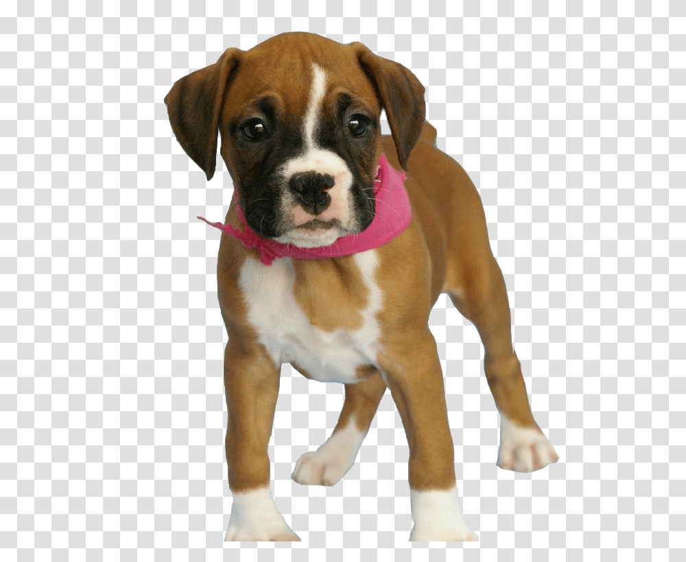 Images Download Free Puppy Background, Dog, Pet, Canine, Animal Transparent Png
