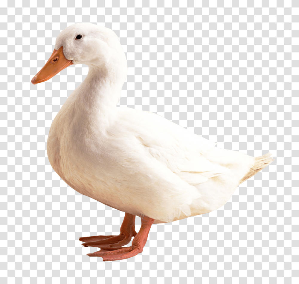 Images, Duck Image, Animals, Bird, Goose, Chicken Transparent Png