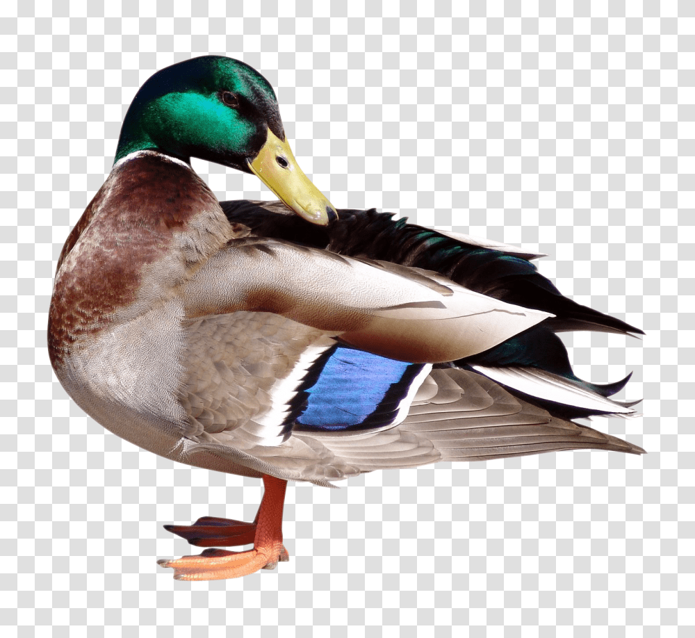 Images, Duck Image, Animals, Bird, Waterfowl, Mallard Transparent Png