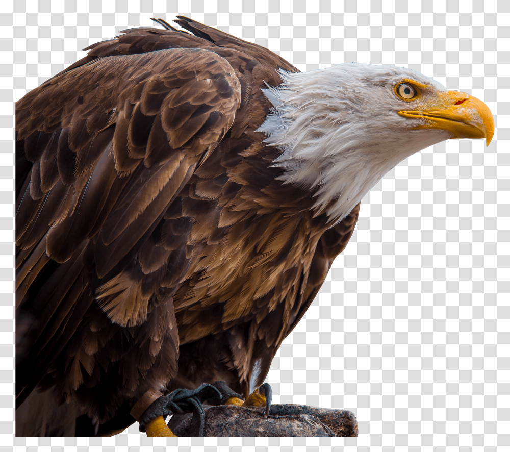 Images Eagle 2png Snipstock Eagle Bird In White Background Transparent Png