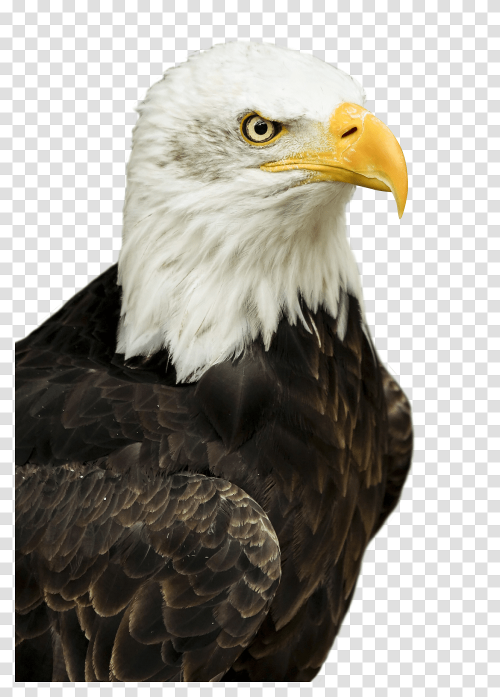 Images, Eagle Image, Animals, Bird, Bald Eagle, Beak Transparent Png