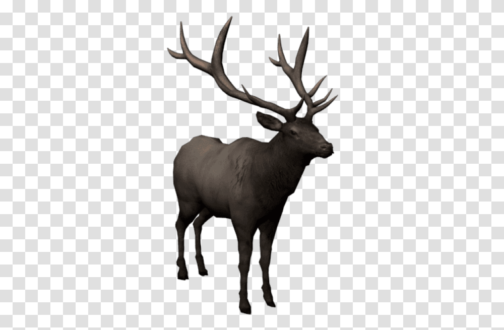 Images Elk, Deer, Wildlife, Mammal, Animal Transparent Png