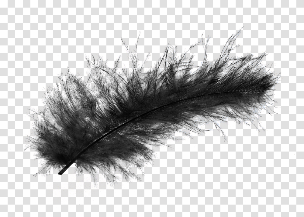 Images, Feather Image, Animals, Apparel, Bird Transparent Png