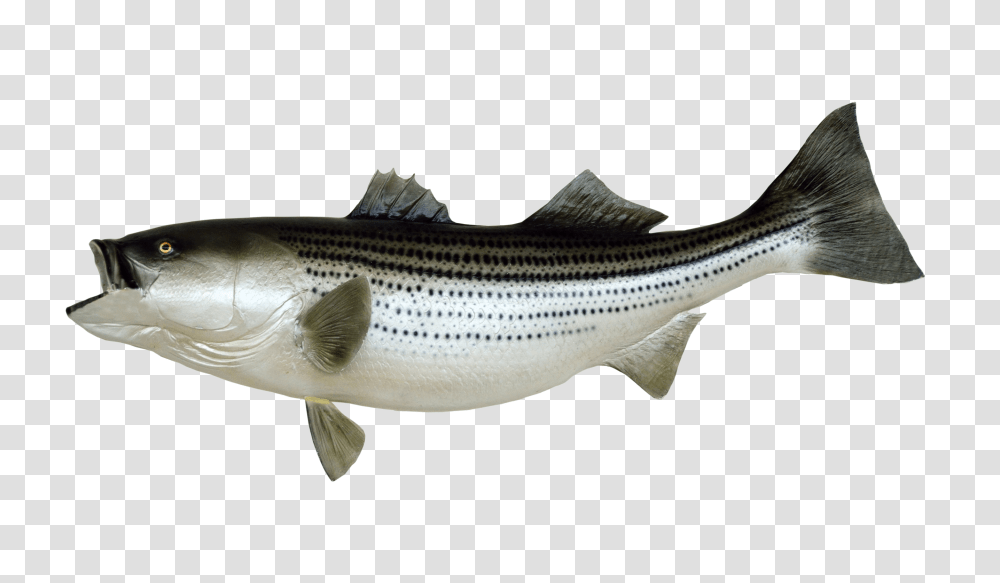 Images, Fish Image, Animals, Coho, Sea Life, Herring Transparent Png