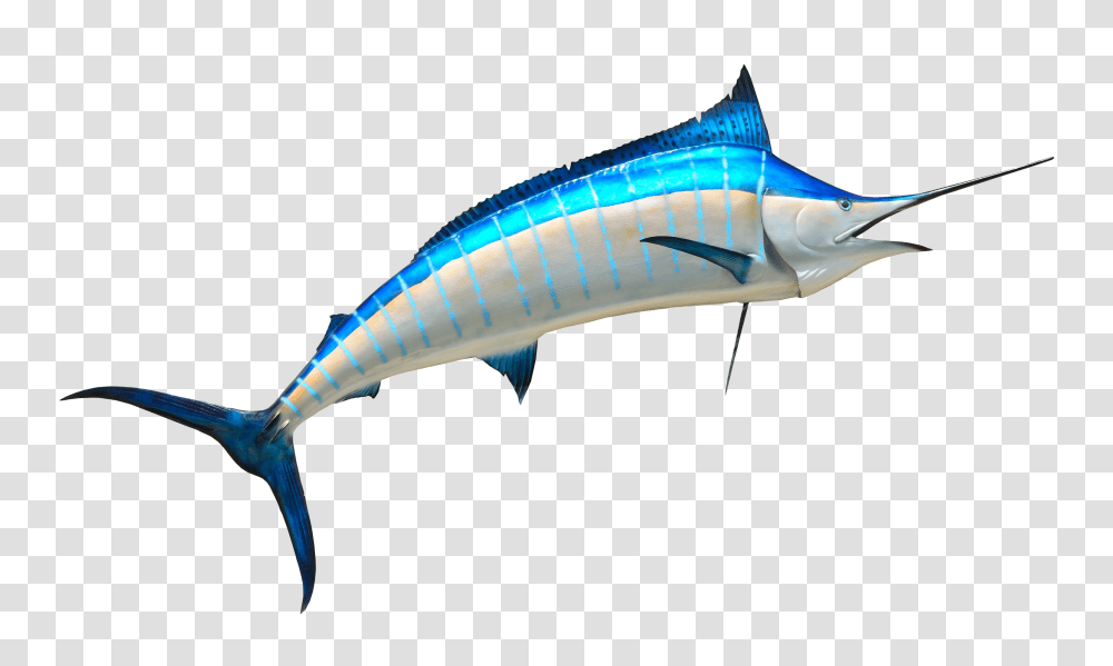 Images, Fish Image, Animals, Swordfish, Sea Life, Tuna Transparent Png