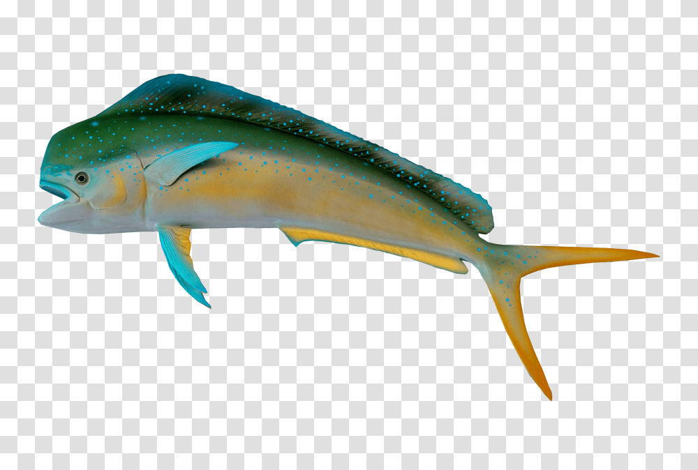 Images, Fish Image, Animals, Tuna, Sea Life, Swordfish Transparent Png