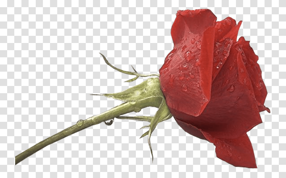 Images For Photoshop Hd For Photoshop Hd, Plant, Rose, Flower, Petal Transparent Png