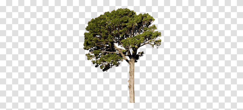 Images For Photoshop Trees Psd, Plant, Conifer, Cross, Symbol Transparent Png