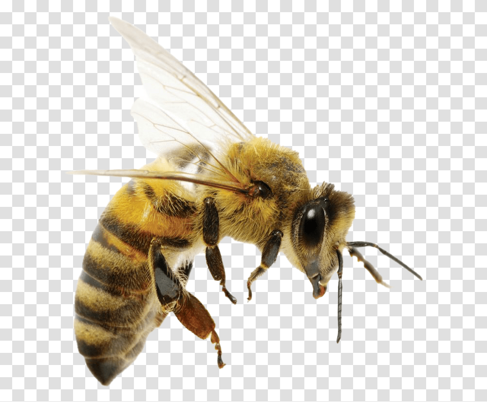 Images Free Download Difference Between Wasp And Queen Bee, Honey Bee, Insect, Invertebrate, Animal Transparent Png