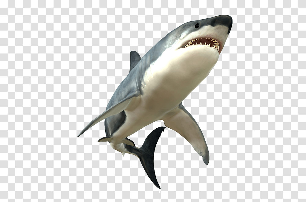 Images Free Download Great White Shark Body, Sea Life, Fish, Animal, Bird Transparent Png