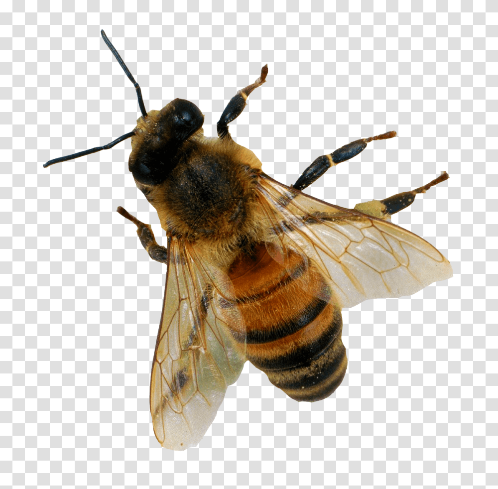 Images Free Download Honey Bee Apis Mellifera, Insect, Invertebrate, Animal, Apidae Transparent Png