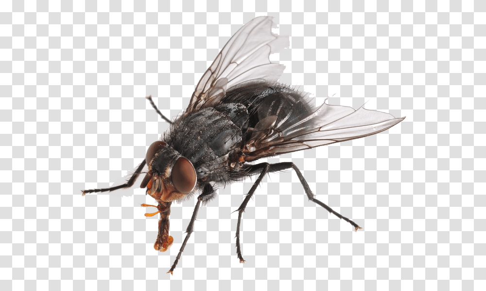 Images Free Download Housefly, Insect, Invertebrate, Animal, Asilidae Transparent Png
