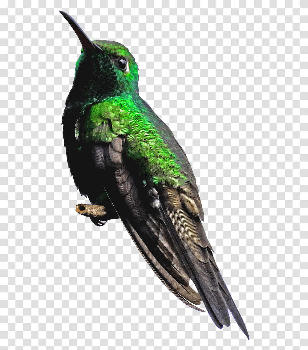 Images Free Download Hummingbird, Animal Transparent Png