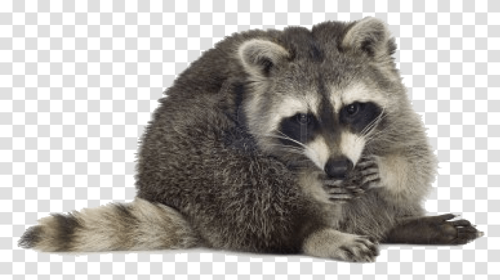 Images Free Download Racoon, Mammal, Animal, Raccoon, Panther Transparent Png
