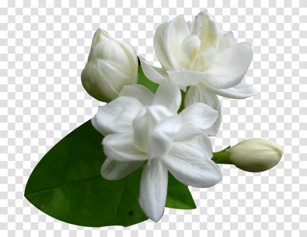 Images Free Jasmine Flower, Plant, Blossom, Amaryllidaceae, Petal Transparent Png