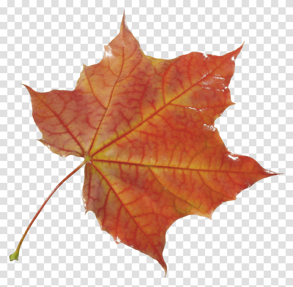 Images Free Yellow Leaves Autumn Transparent Png
